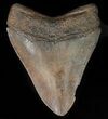 Serrated, Fossil Megalodon Tooth - Georgia #46604-1